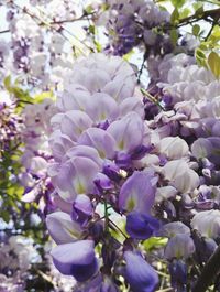 Close-up of fresh purple flowers on tree