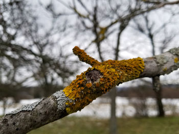 Close-up of yellow autumn leaves on tree trunk