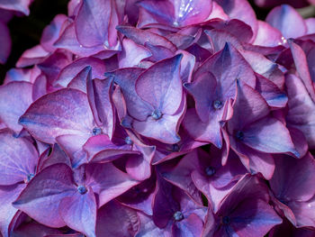 Full frame shot of fresh purple hydrangeas