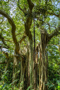 Low angle view of trees in forest