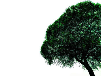 Trees against clear sky