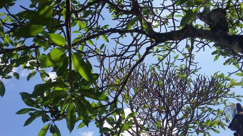 Low angle view of tree against sky