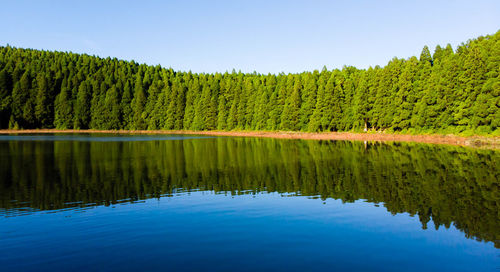 Scenic view of pine trees by lake against sky