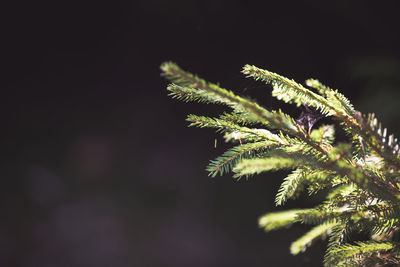 Close-up of plant