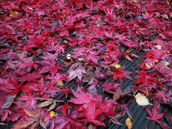 Full frame shot of red leaves