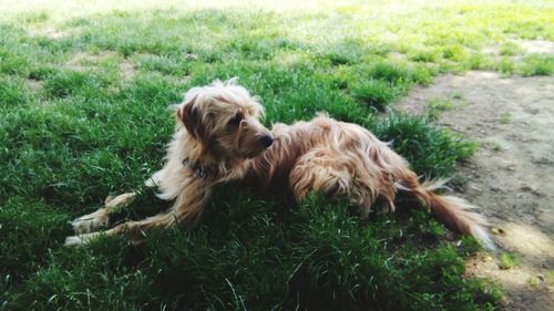 Dog relaxing on field