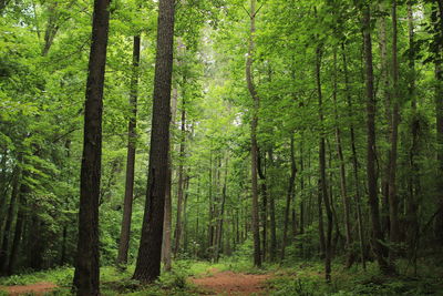 Trees growing in forest