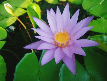 Close-up of purple flower