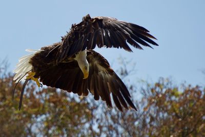 Low angle view of eagle flying against sky