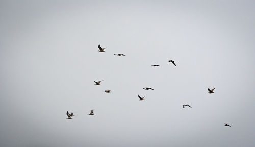 Low angle view of birds flying in sky
