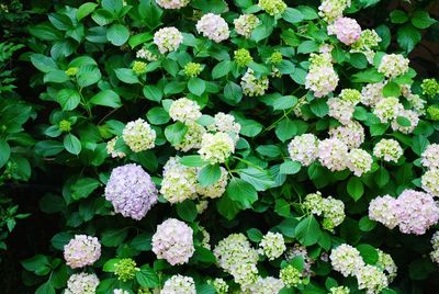 Close-up of white flowering plants