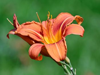Close-up of orange day lily