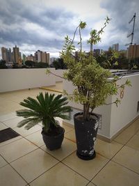 Potted plants on balcony against building in city