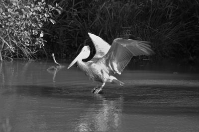 Close-up of bird in water