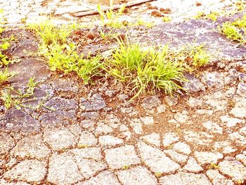 Plants growing on rocks