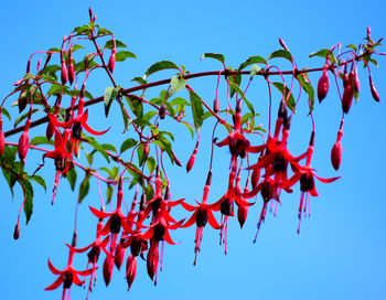 Low angle view of red maple tree against clear blue sky