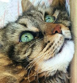 Close-up portrait of cat