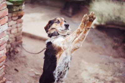 Dog rearing up on footpath by brick wall