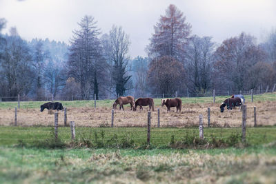 Horses in autumn, foggy fields. shot with fuji x-e2