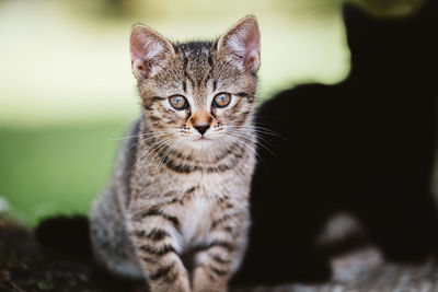 Close-up portrait of tabby kitten