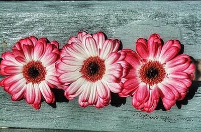 Close-up of pink flower