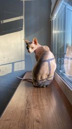 Dog sitting on table at home