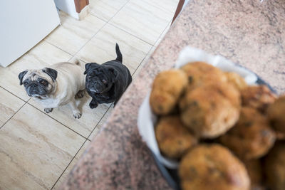 High angle view of pugs sitting on floor