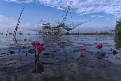 View of water lily in lake against sky