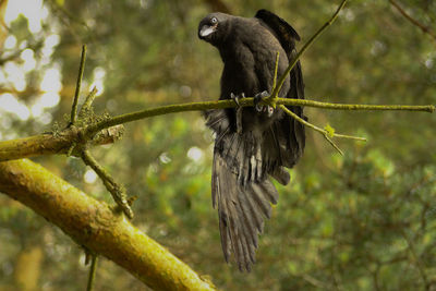 Low angle view of bird perching on tree