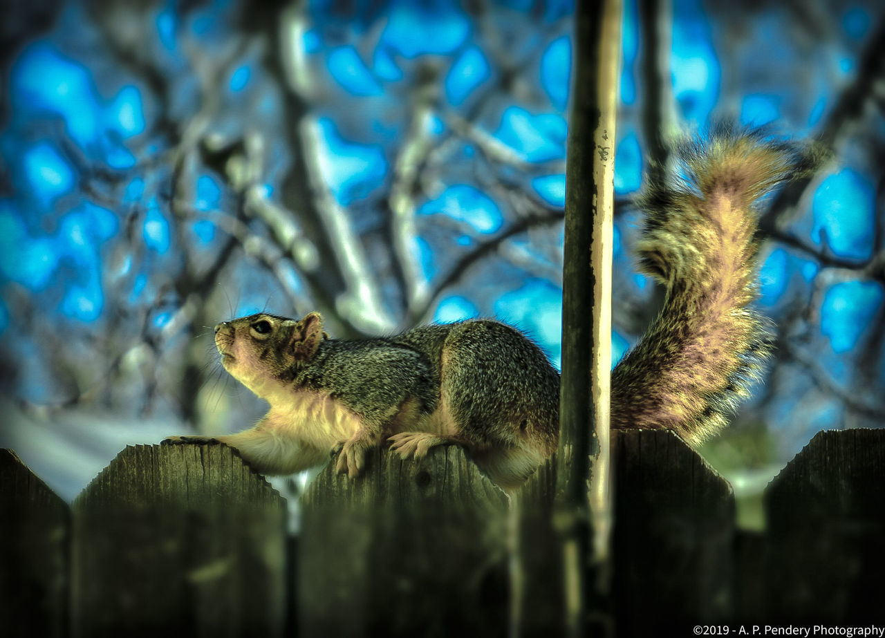 CLOSE-UP OF SQUIRREL ON A TREE