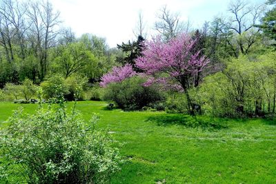 Trees growing on field