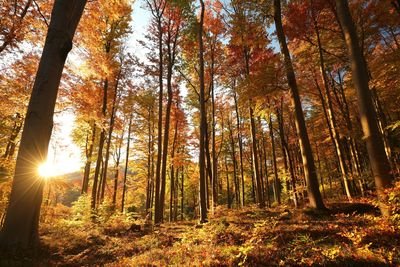 Sunlight streaming through trees in forest during autumn