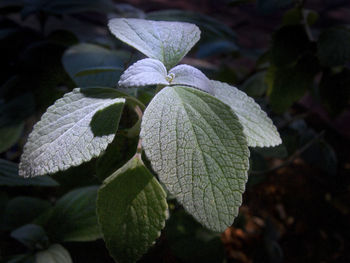 Close-up of fresh green plant