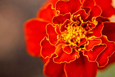 Close-up of red marigold flower