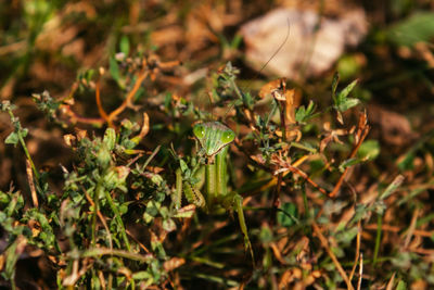 Close-up of plant growing on field