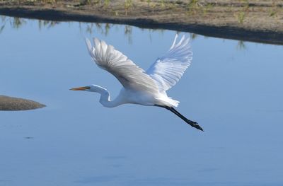 Close-up of white birds flying over lake