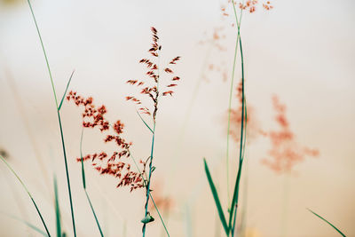 Close-up of plants against sky