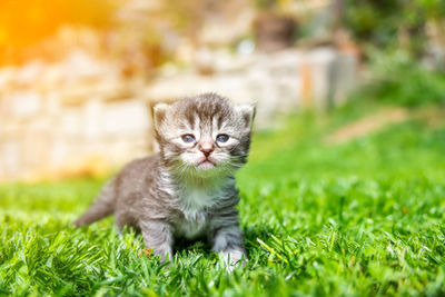 Portrait of kitten on field