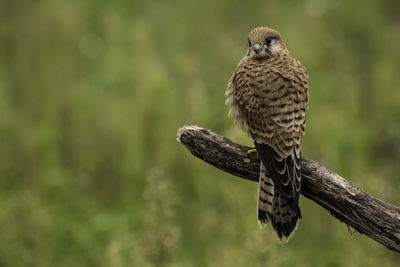 Close-up of owl perching on branch