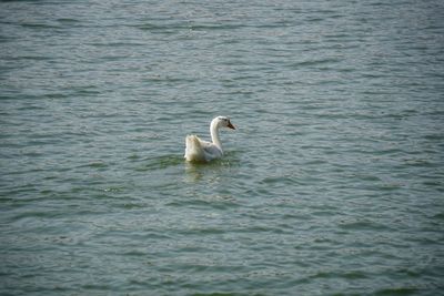 Swan swimming in lake