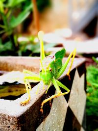 Close-up of insect on leaf