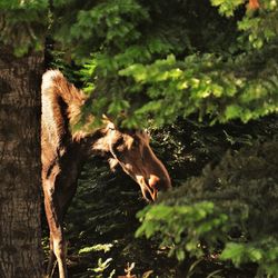 View of a dog in the forest