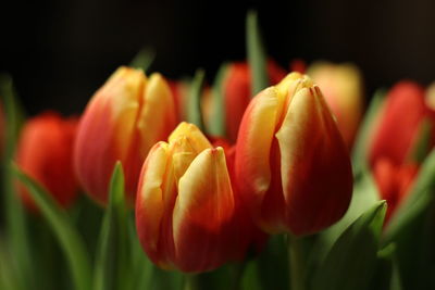 Close-up of yellow tulips blooming outdoors
