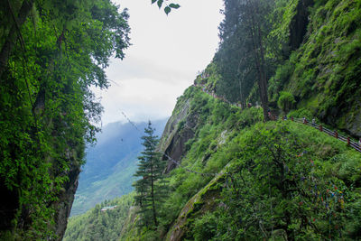 Scenic view of forest against sky