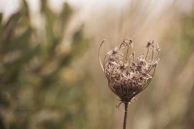 Close-up of plant against blurred background