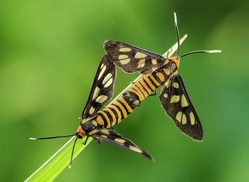 Close-up of butterfly on flower