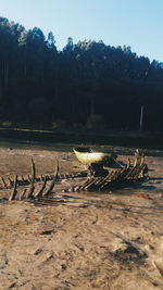 Driftwood on beach