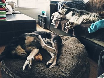 Dog sleeping on sofa at home