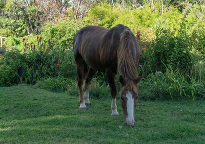 Horse grazing in field