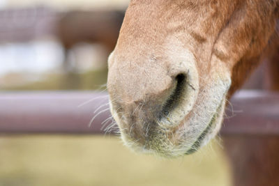 Close-up of a rabbit